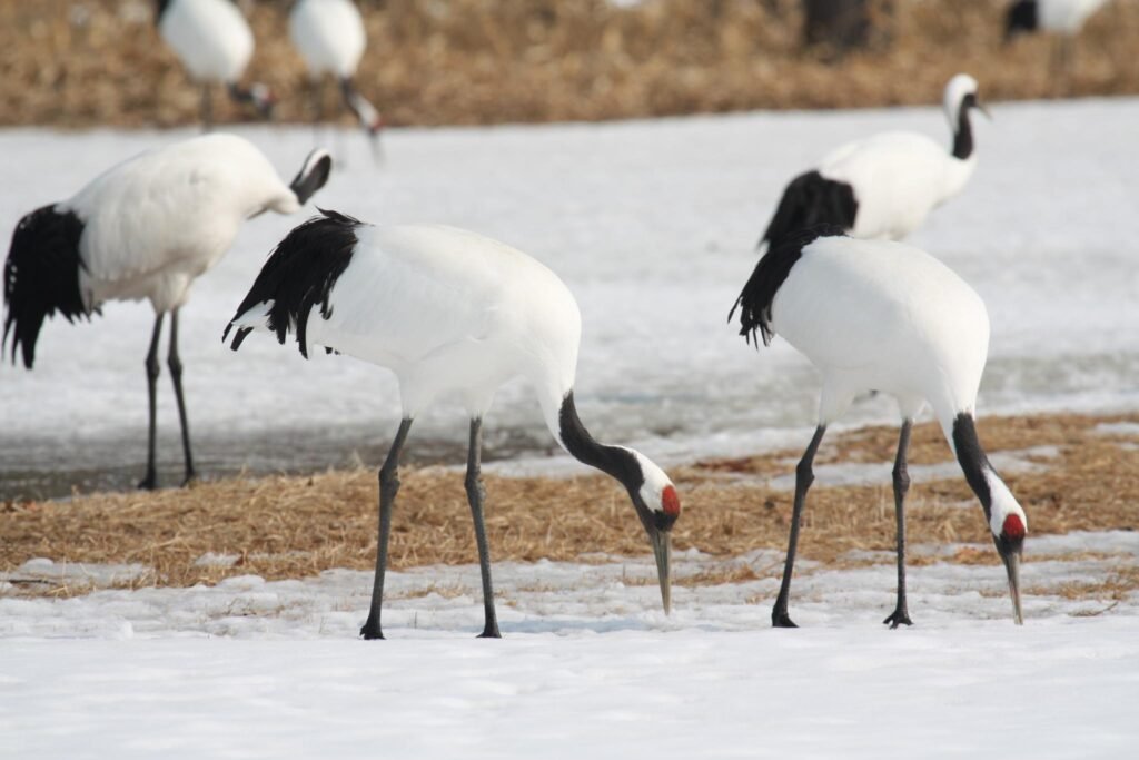 8 Things You Didn't Know About the Red-Crowned Crane - Japan's Sacred Bird