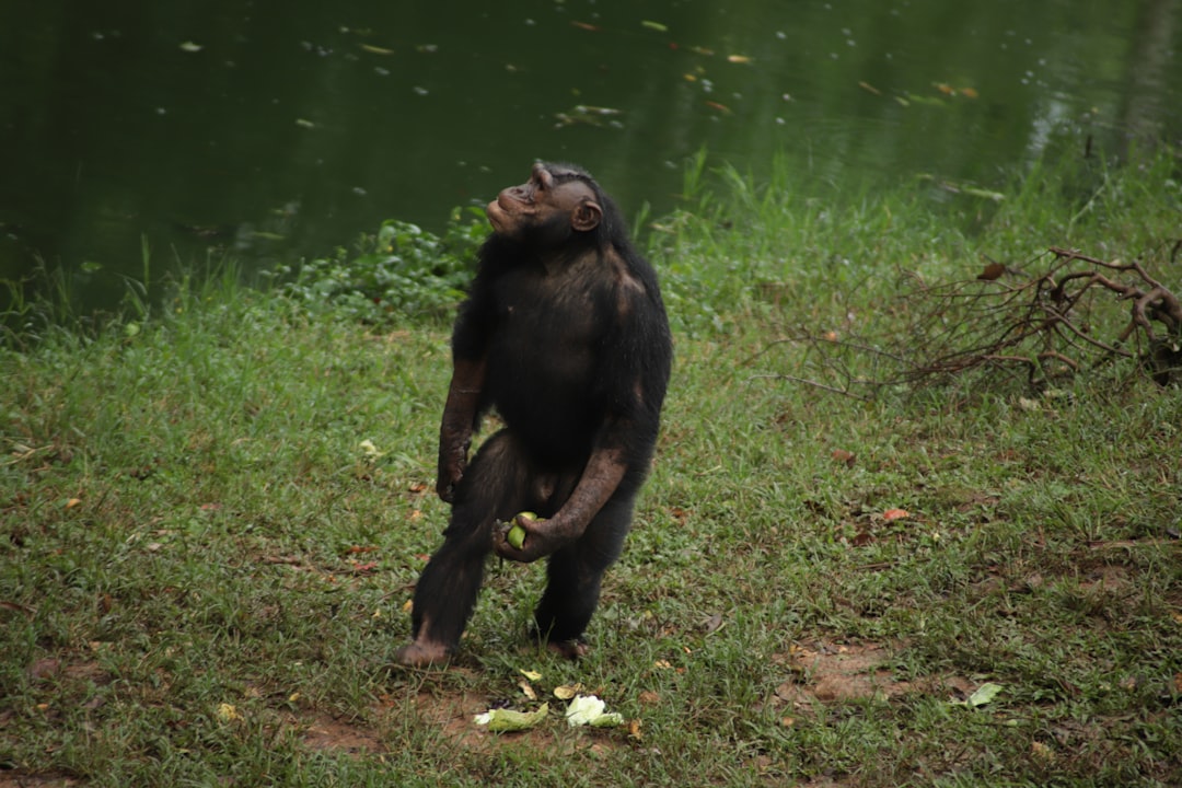 12 Baffling Animal Behaviors That Defy Scientific Explanation