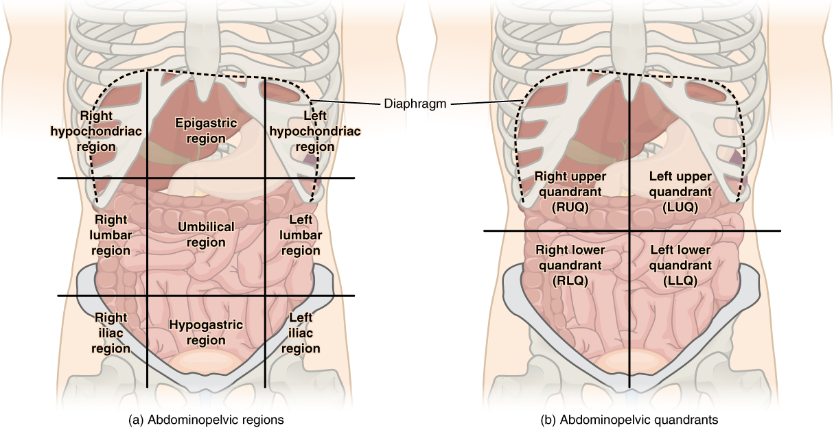 10 Fascinating Discoveries That Unlocked Secrets of the Human Body