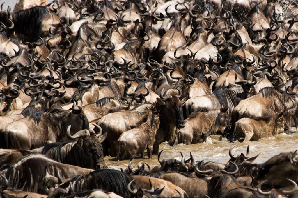7 Incredible Animal Migrations That Science Still Can't Fully Explain