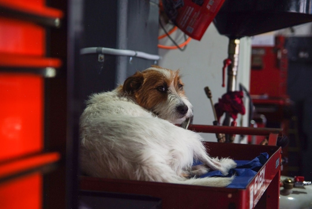 Could Your Dog Have a ‘Neurodivergent’ Brain? New Research Suggests It’s Possible