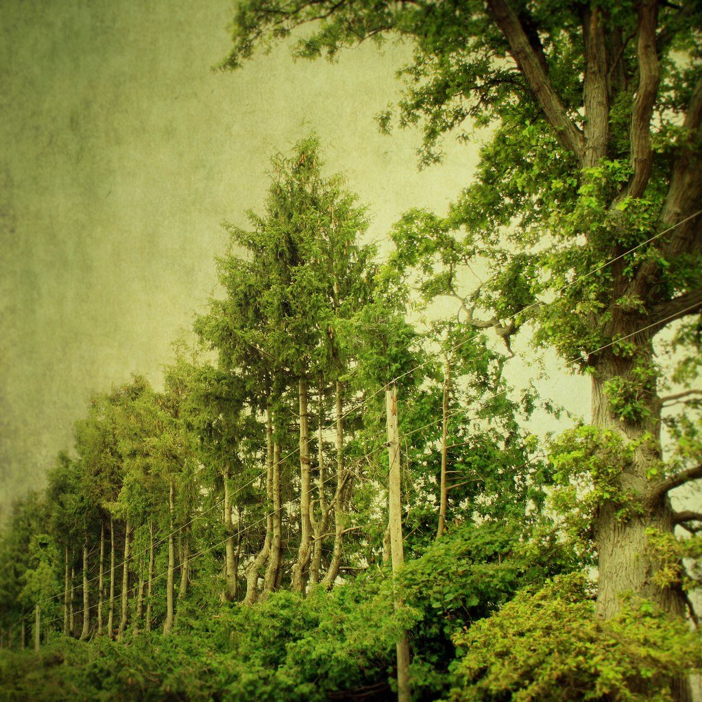 7 Incredible Ways Plants Communicate and Interact Without Speaking