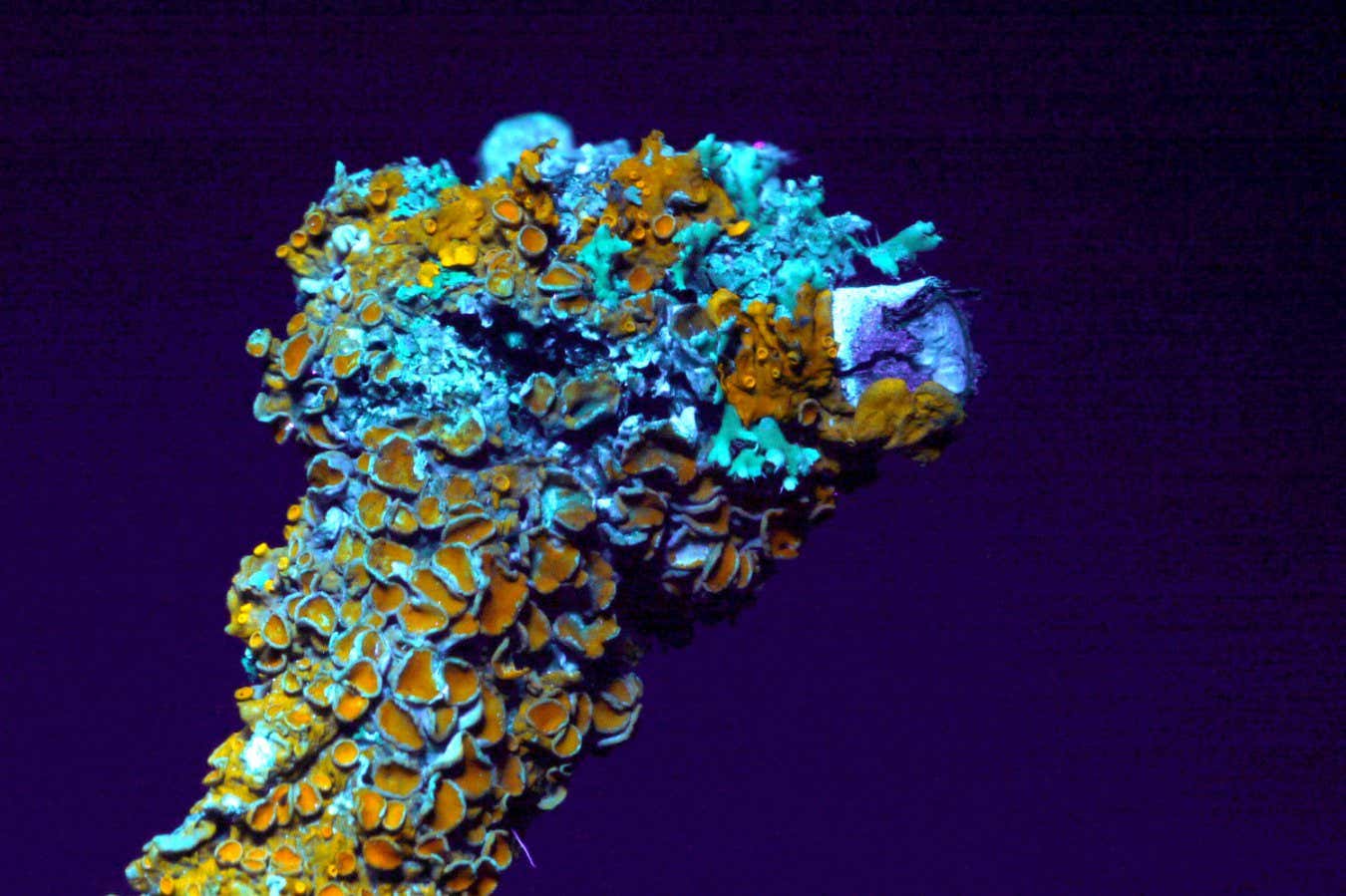 Synthetic Lichen: The Bio-Inspired Key to Constructing Martian Homes