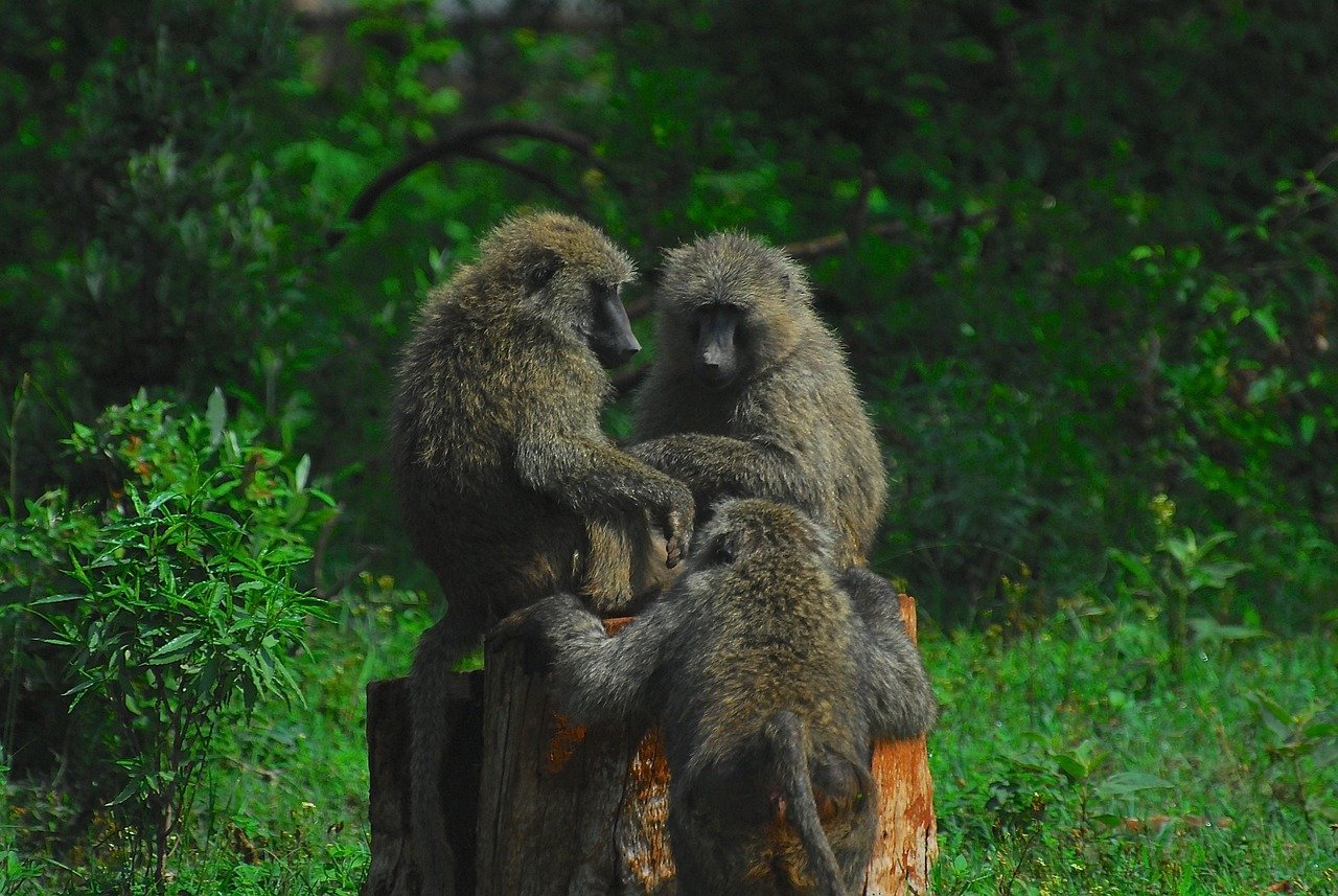 Evolution’s Unpredictable Paths: How Environmental Shifts Reshape Species Adaptation