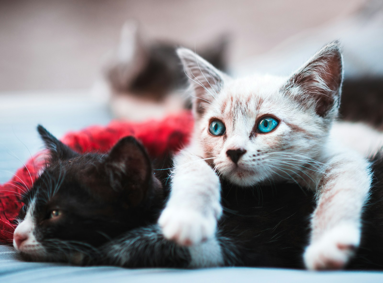 10 Cat Breeds Most Loved in the Midwest – From Ohio to Wisconsin
