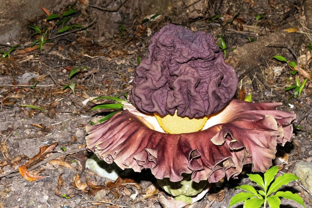 A purple mushroom sitting on the ground next to a plant