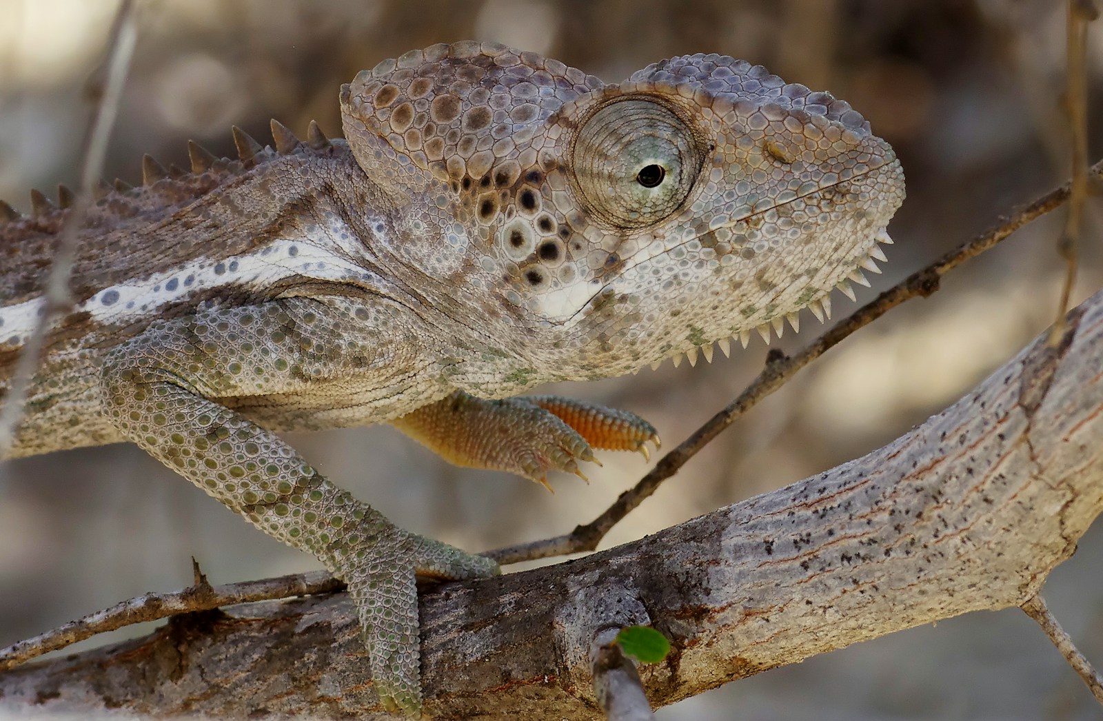 10 Astonishing Animal Camouflage Tricks That Will Fool Your Eyes
