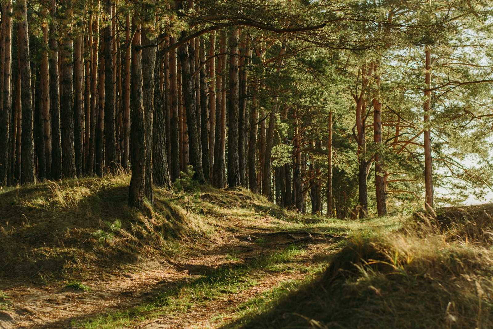 The Secret Language of Trees: How Forests Communicate