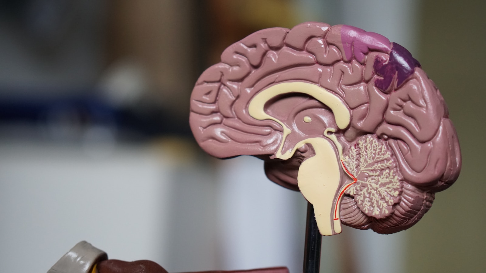 The Science of Consciousness: Why Your Brain Might Be a Quantum Computer