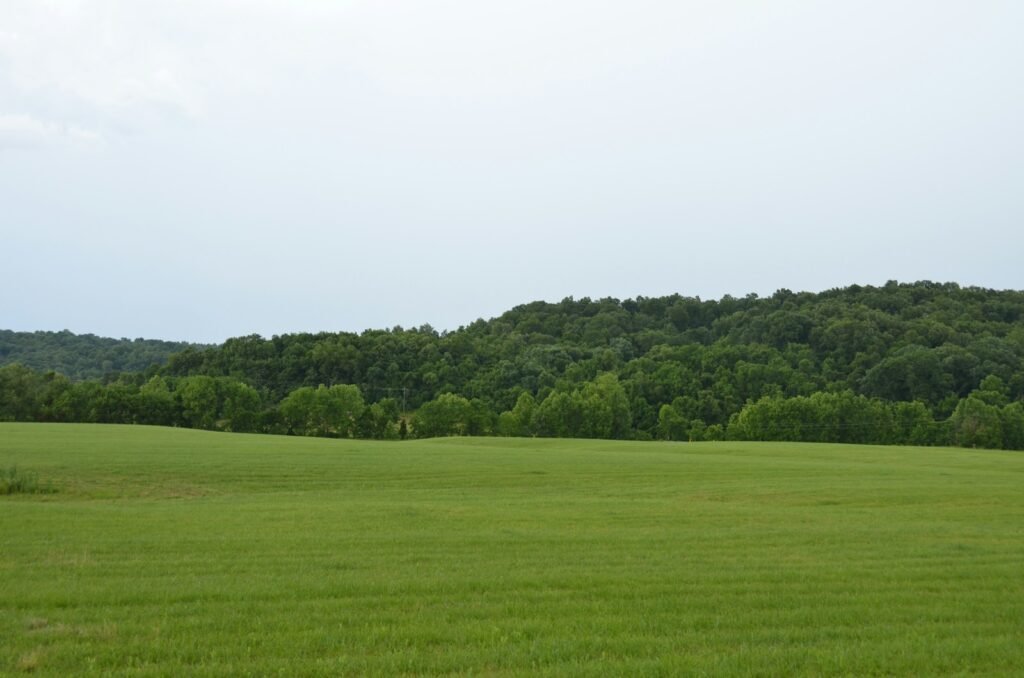 a large green field with trees in the background