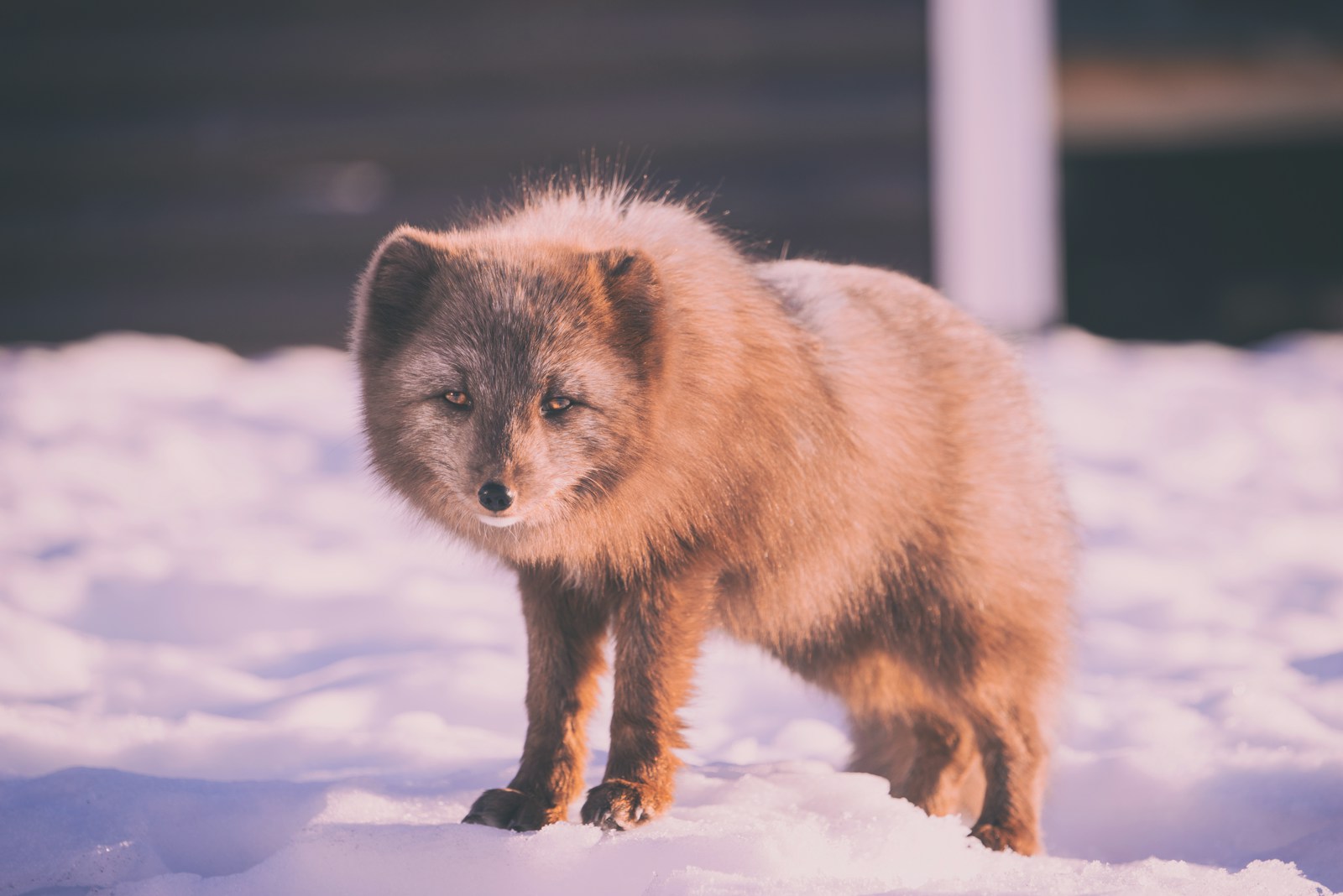 10 Fascinating Facts About the Tibetan Fox – The Square-Faced Hunter of the Plateau