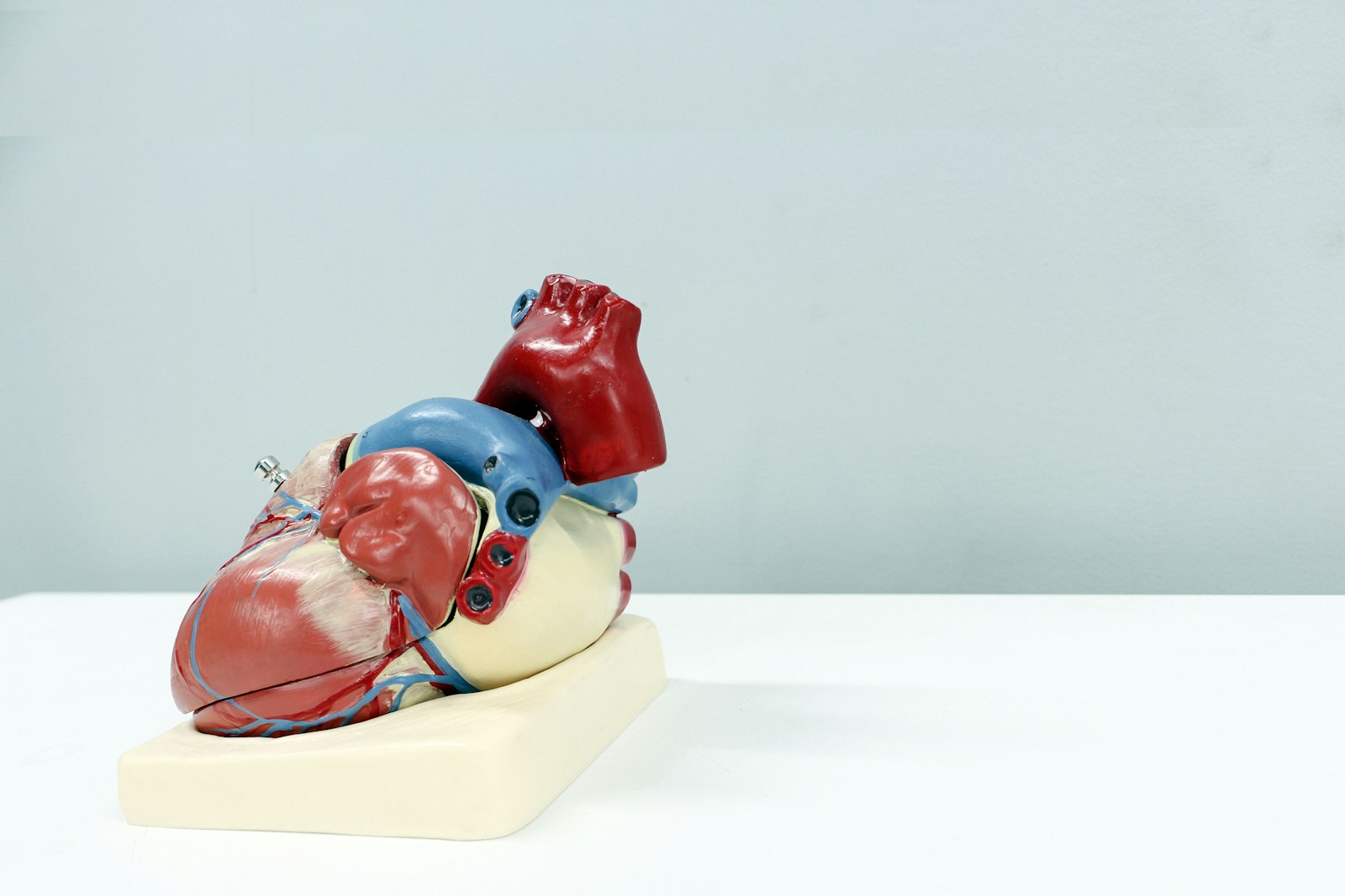 8 Amazing Facts About The Human Heart