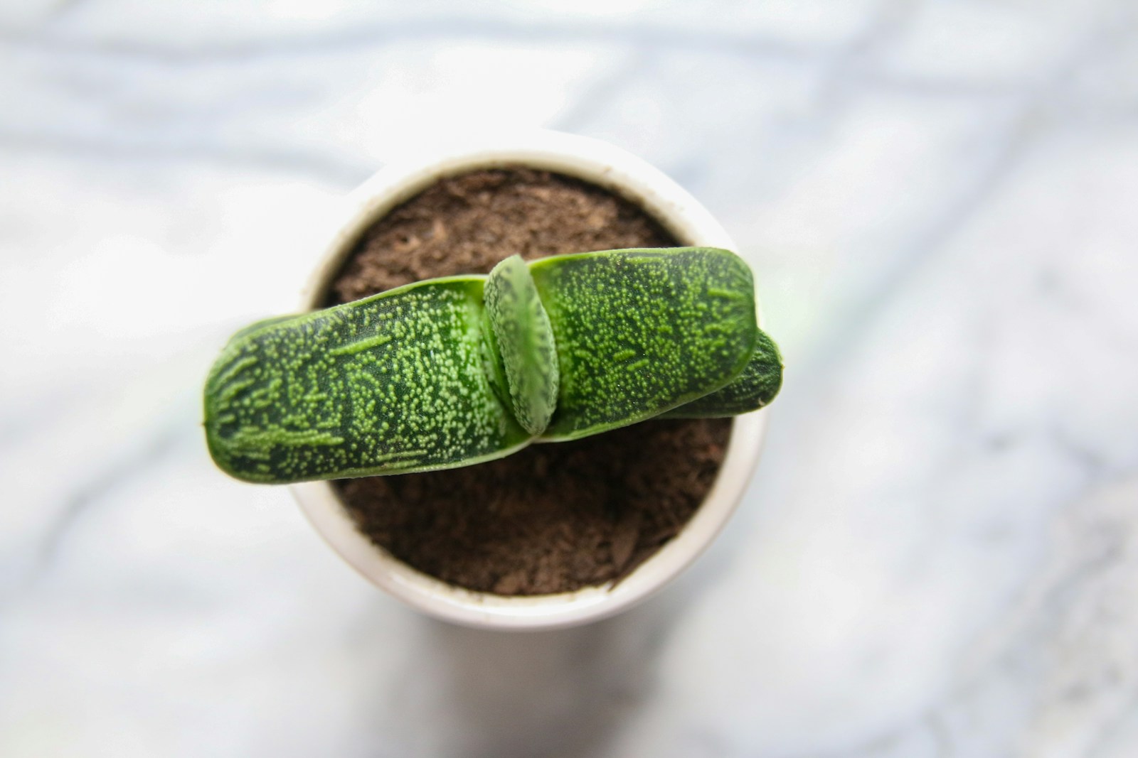 7 Botanical Wonders With Survival Strategies That Baffle Modern Science