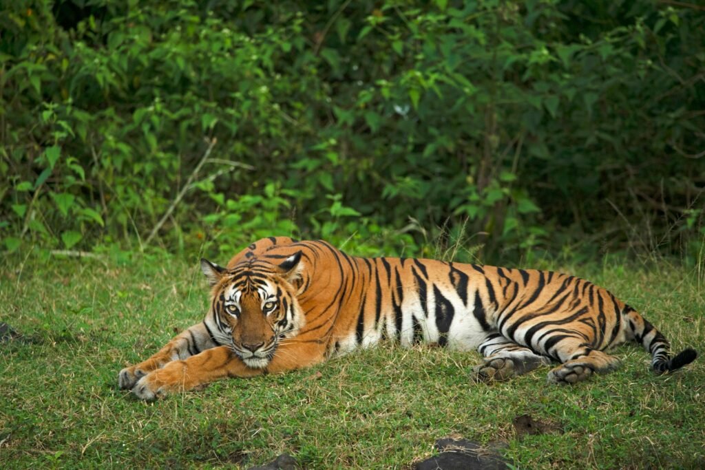 a tiger lying on grass