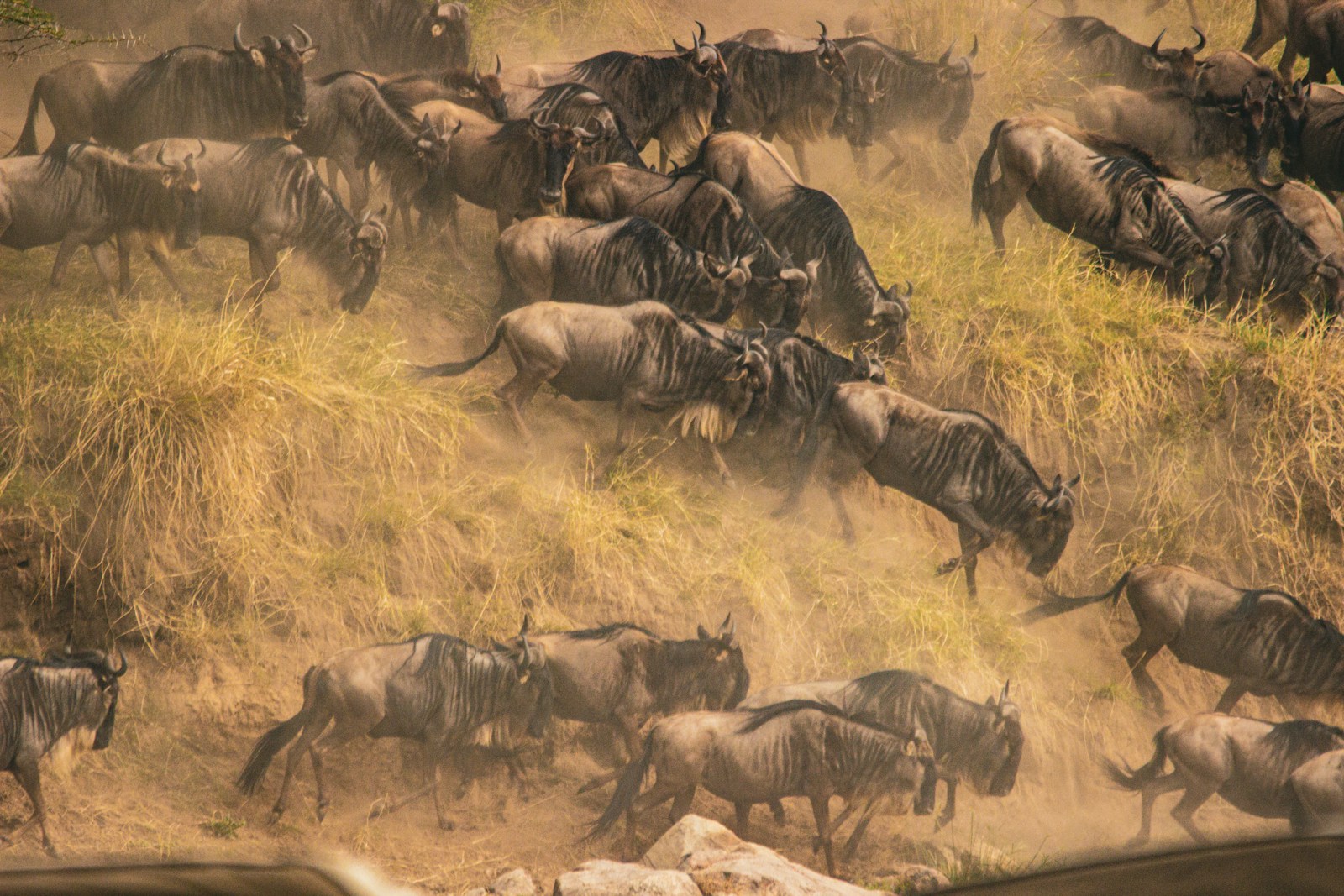 The Secrets of Animal Migration: How Millions Travel Across Continents
