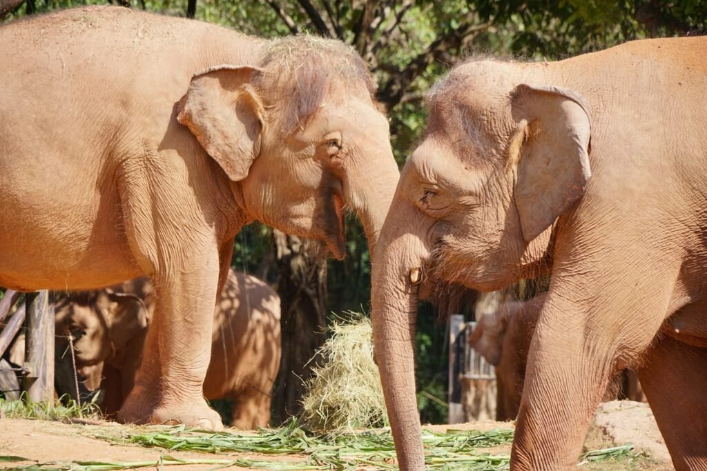 Two elephants facing each other in a zoo.