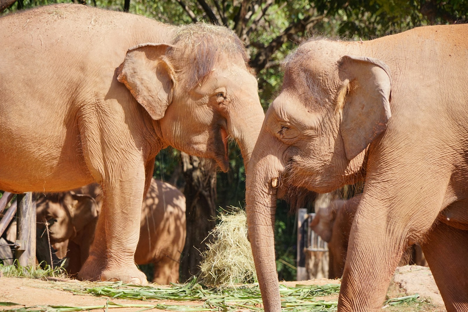 12 Surprising Ways Animals Communicate Without Making a Sound