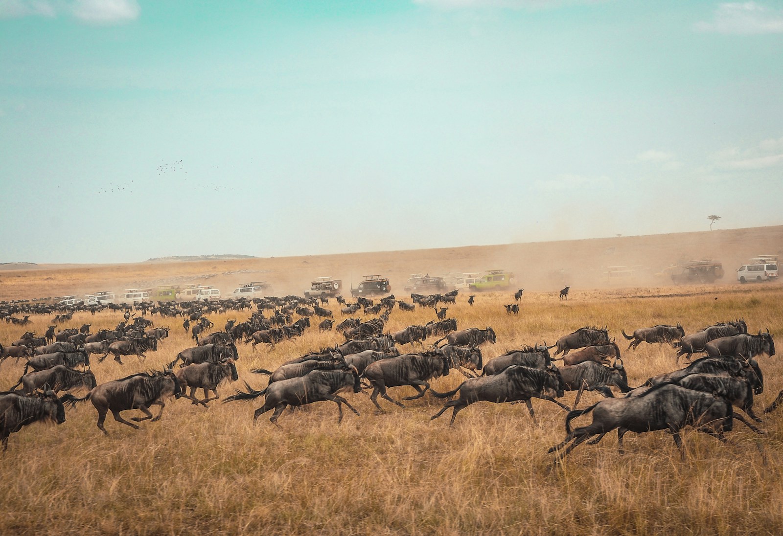 The Mystery of Animal Migration: Why Do They Travel So Far?