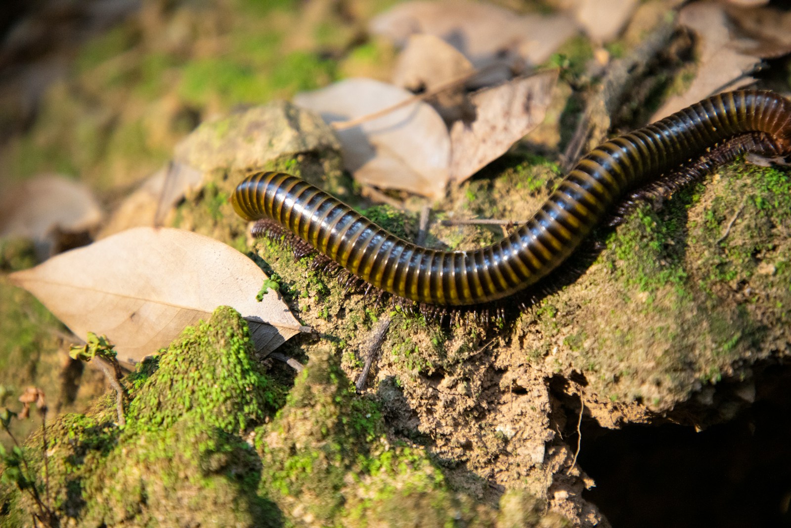 10 Fascinating Creatures Discovered in Earth’s Deepest Caves