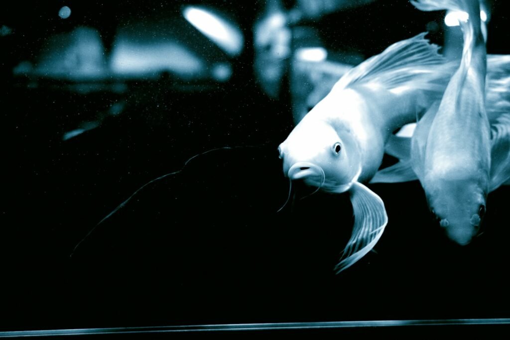 A white fish swims in dark water.