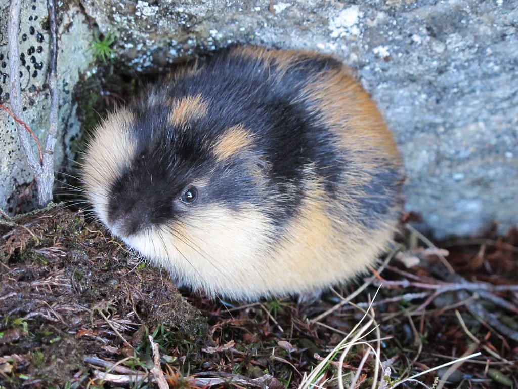 Norwegian Lemming Mass Migrations