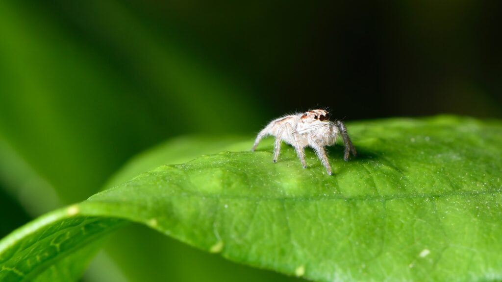 white spider on green leaf