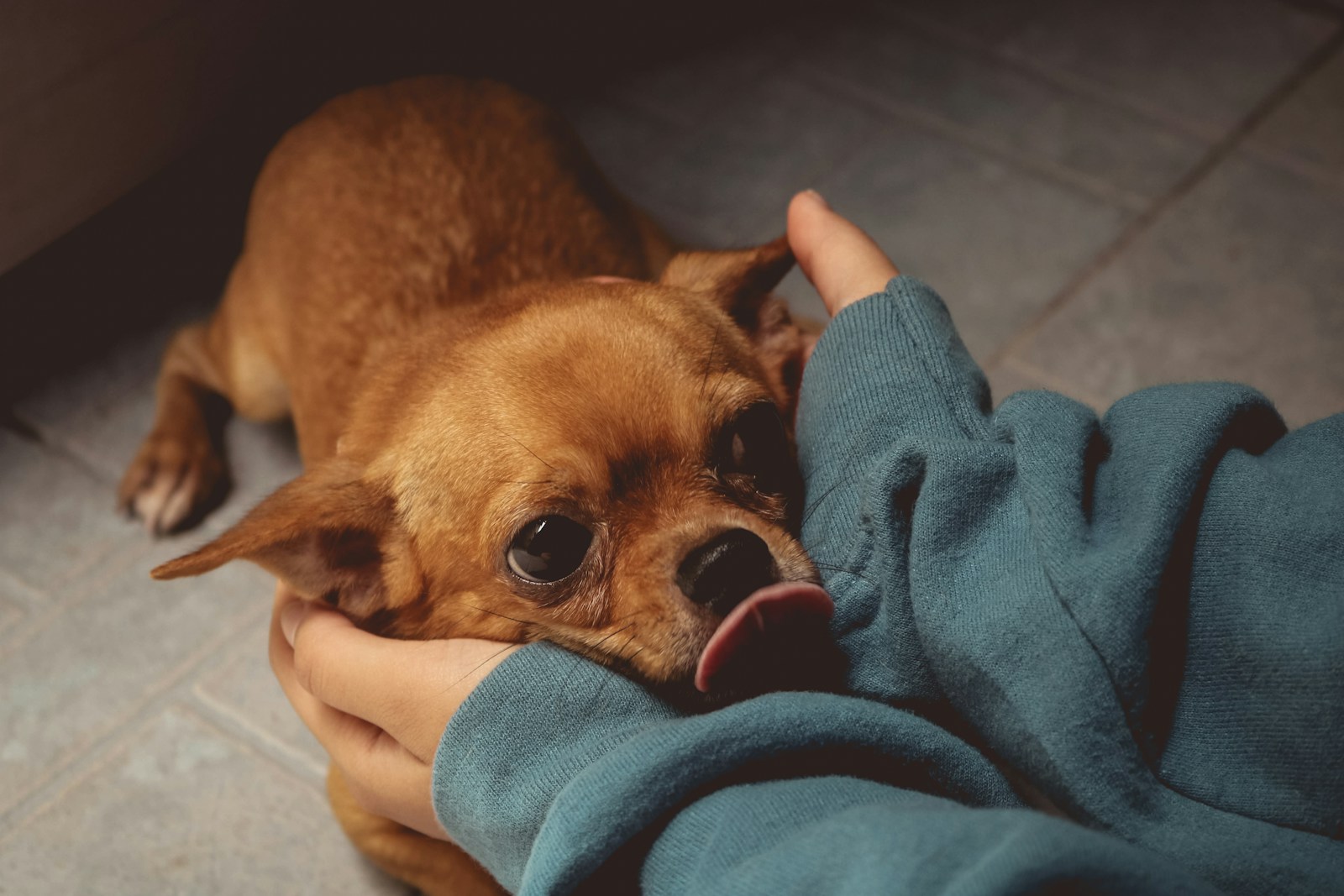 People Think They Understand Their Dogs’ Feelings but Scientists Say