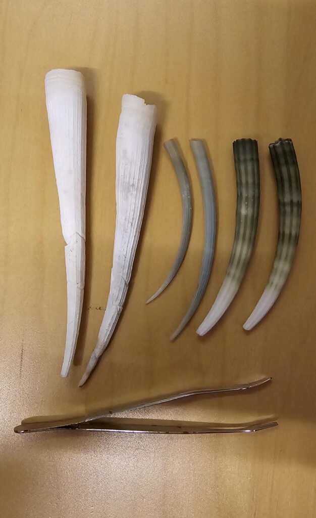 5. Tusk Shell With a Hitchhiking Sea Anemone 