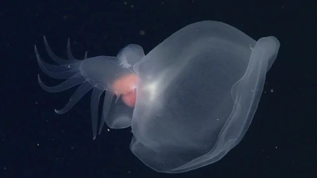 1. The Mystery Mollusk That Glows in the Dark 