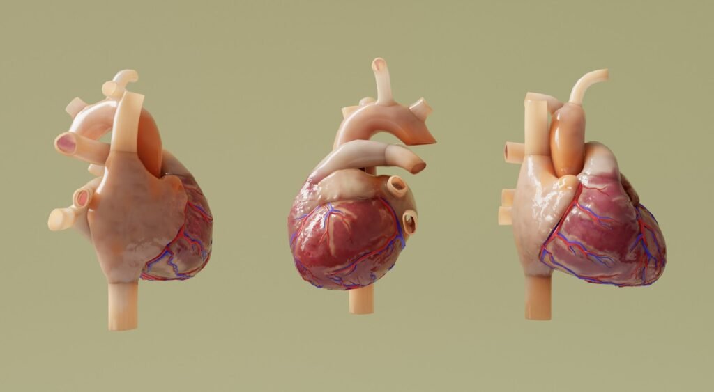 Three anatomical models of human hearts are shown.