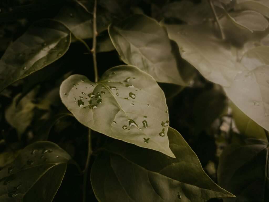 A heart shaped leaf with water droplets on it