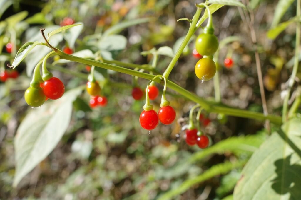 Red and green berries on a plant stem.