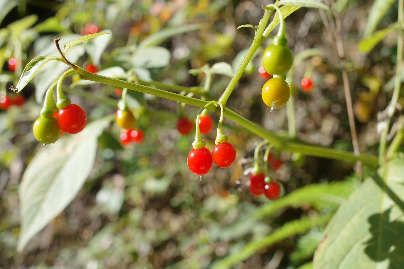 10 Incredible Ways Plants Defend Themselves from Danger