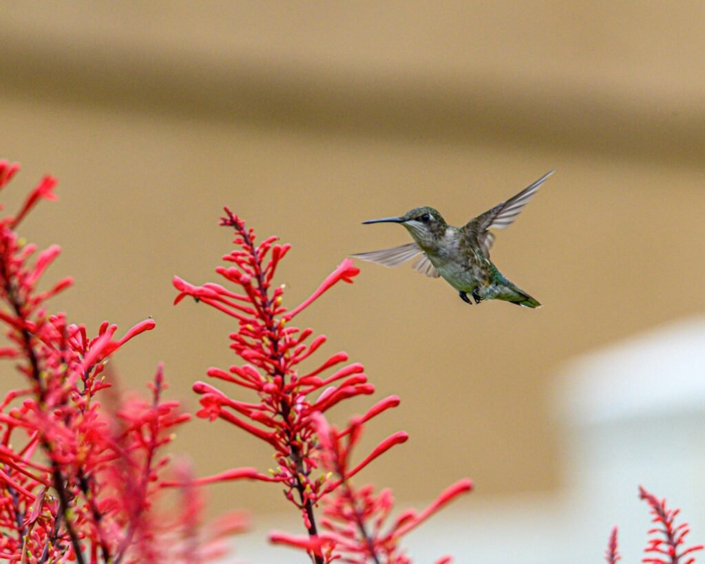 a hummingbird flying over a flower