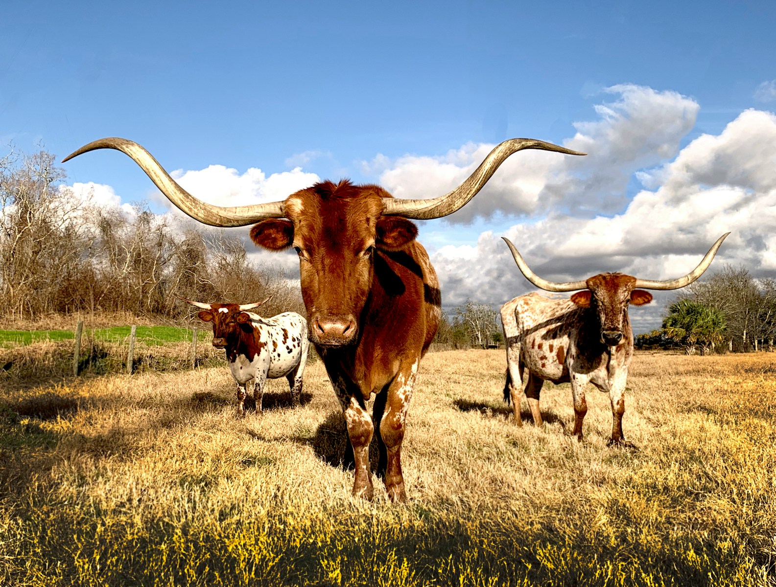 How the Longhorn Became the Face of Texas