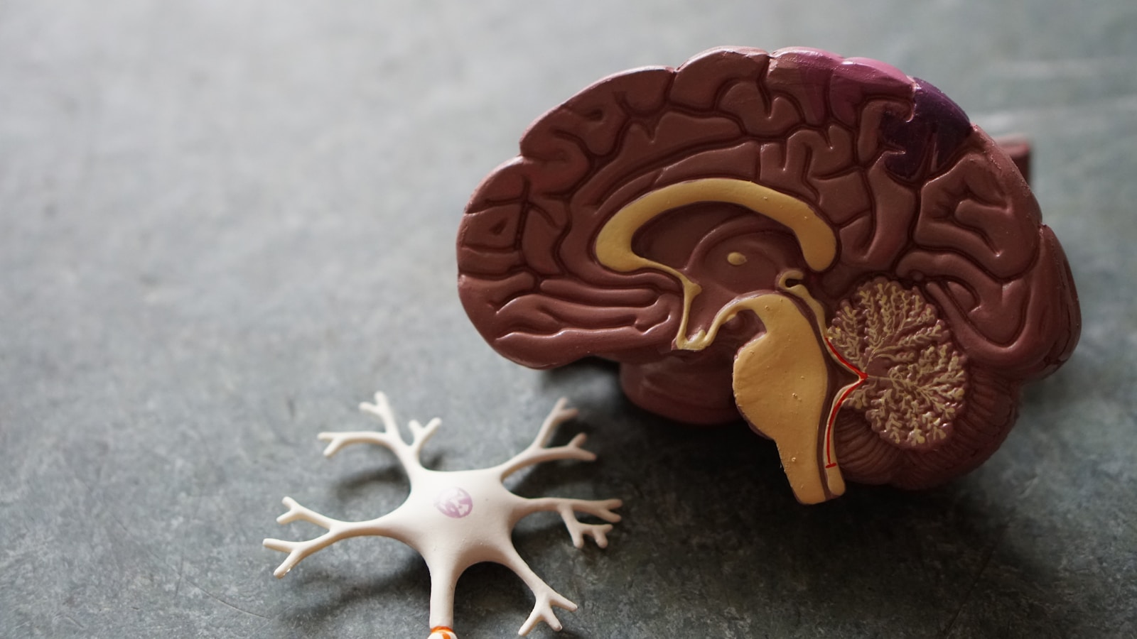 Our Brain Creates Our Reality: The Science Behind Perception