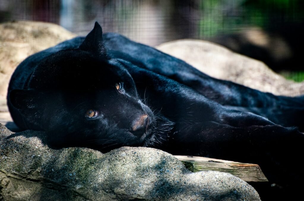 a black cat laying on top of a rock