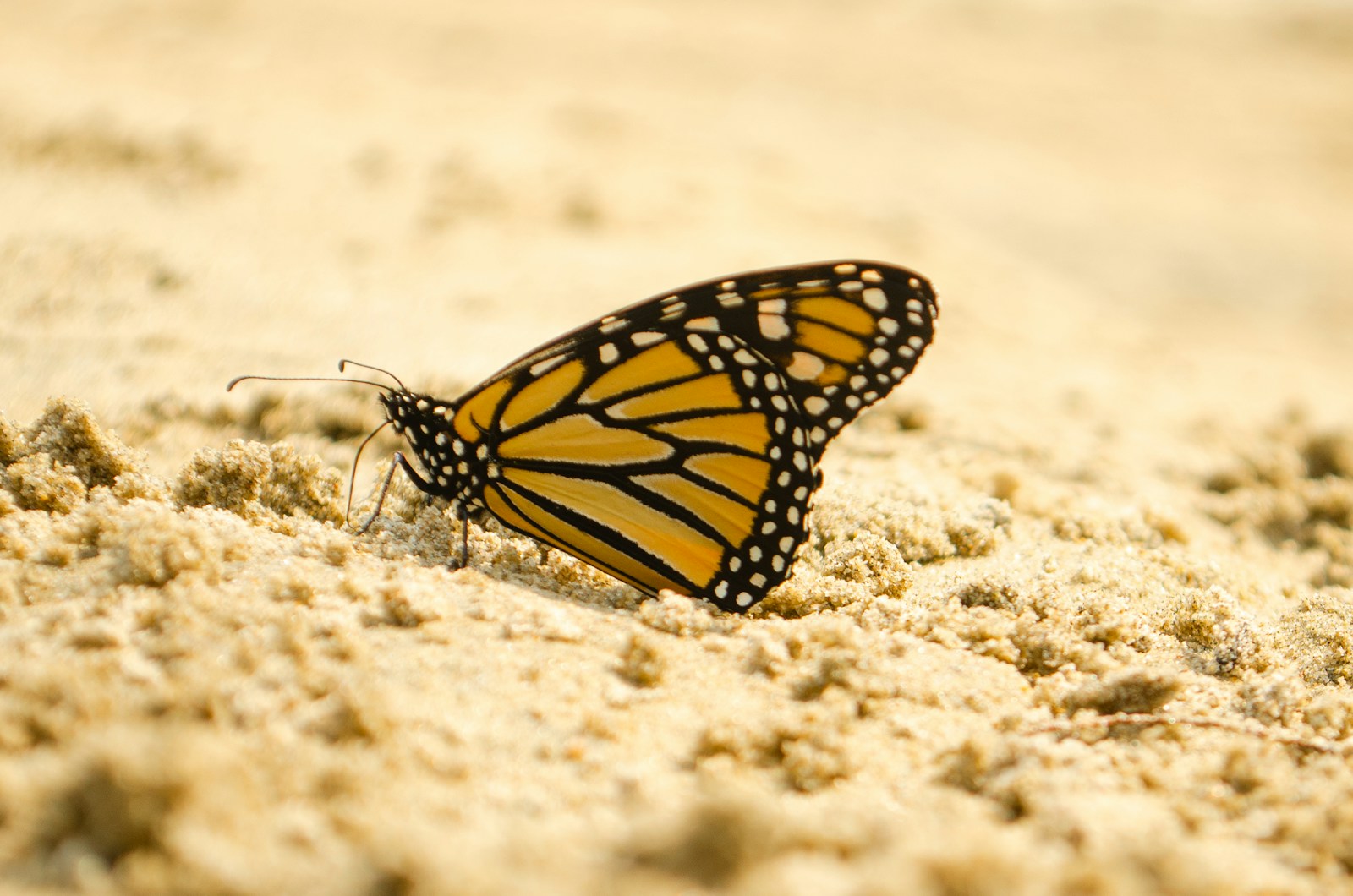 10 Enduring Mysteries of the Animal Kingdom Science Can’t Solve Yet
