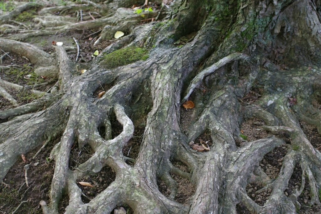 The roots of a tree are very large