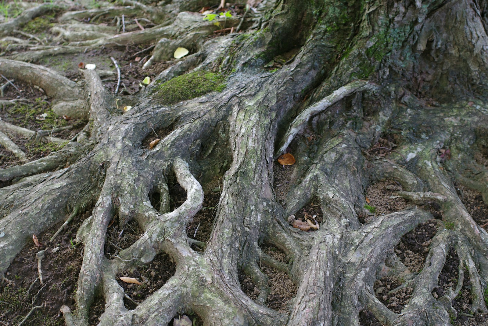 Unexpected Discoveries Show Plants Communicate Through a ‘Hidden Network’