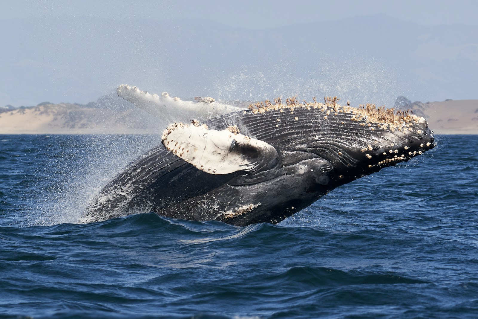 Wildlife’s Greatest Journeys: 7 Epic Migrations That Still Astonish Scientists