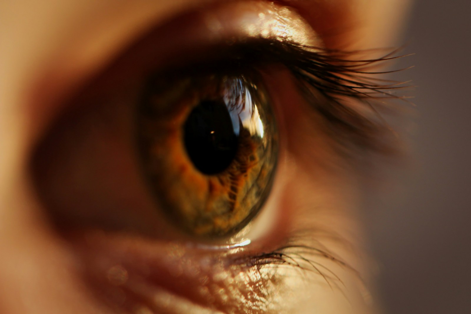 How Do Our Eyes See the World?