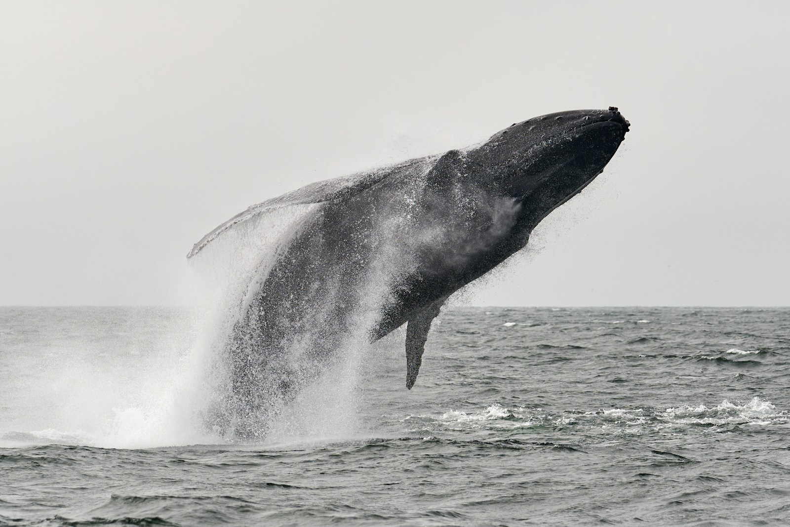 10 Unbelievable Animal Behaviors That Defy Logic
