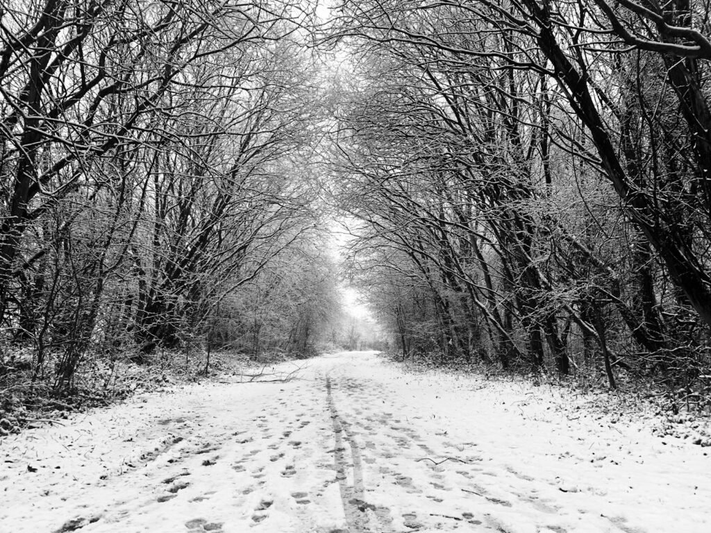 a snow covered road surrounded by trees and snow