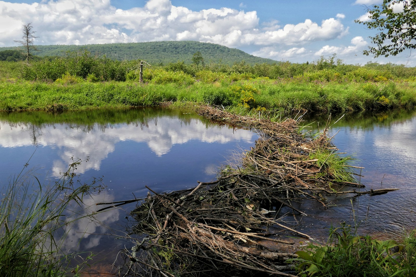 7 Surprising Ways Beavers Shape American Waterways