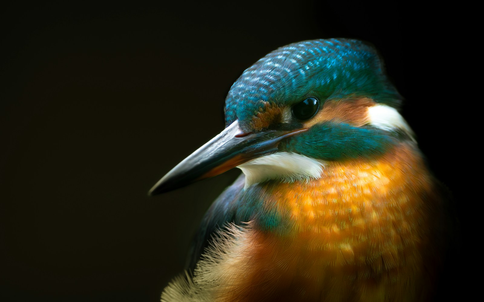 10 Incredible Innovations Inspired by Nature That Are Changing Our World