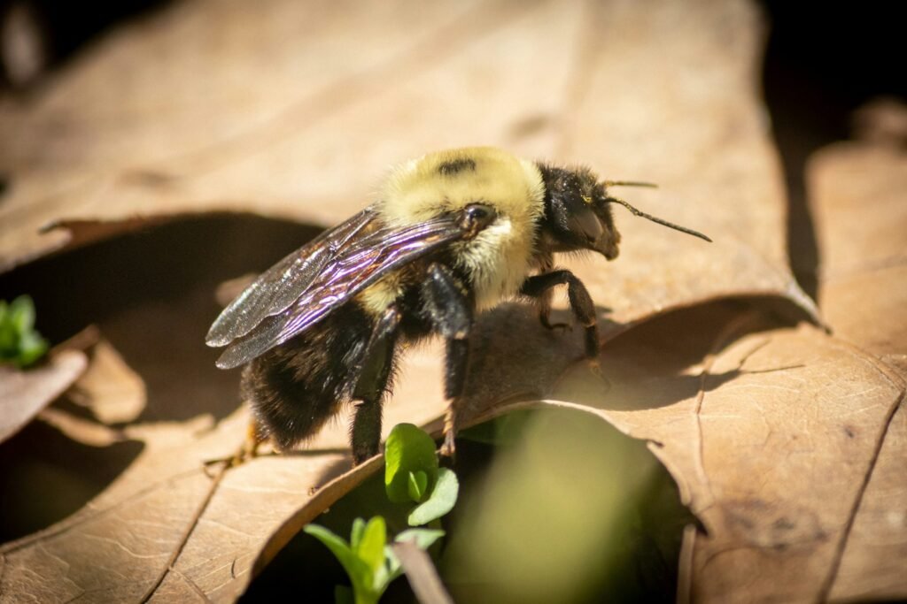 a close up of a bee on a leaf