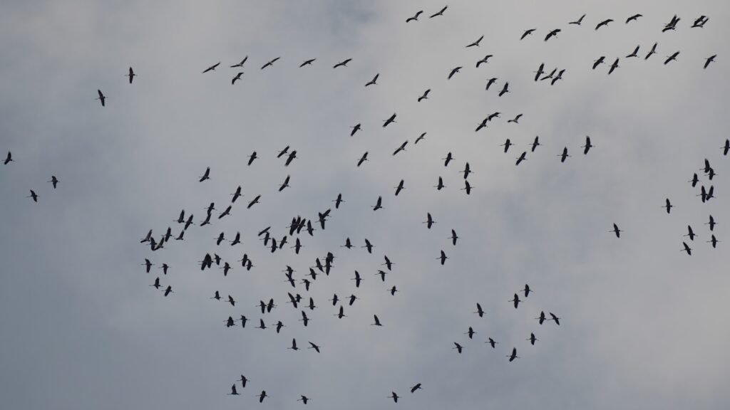 A flock of birds soars across the cloudy sky.
