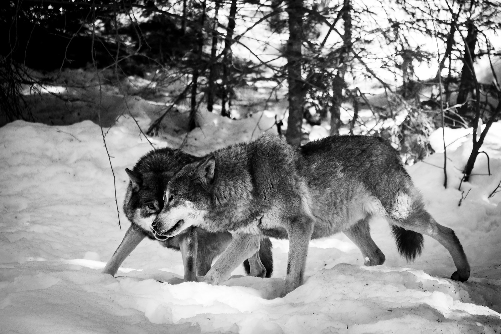 What’s behind the resistance to wolves in Colorado?