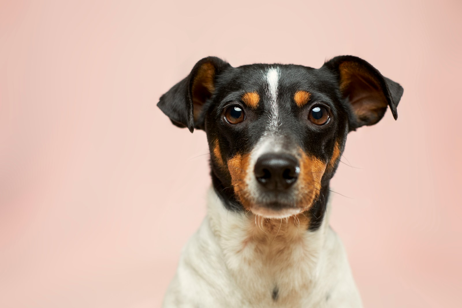 How Your Zodiac Sign Influences the Way You Bond With Your Dog